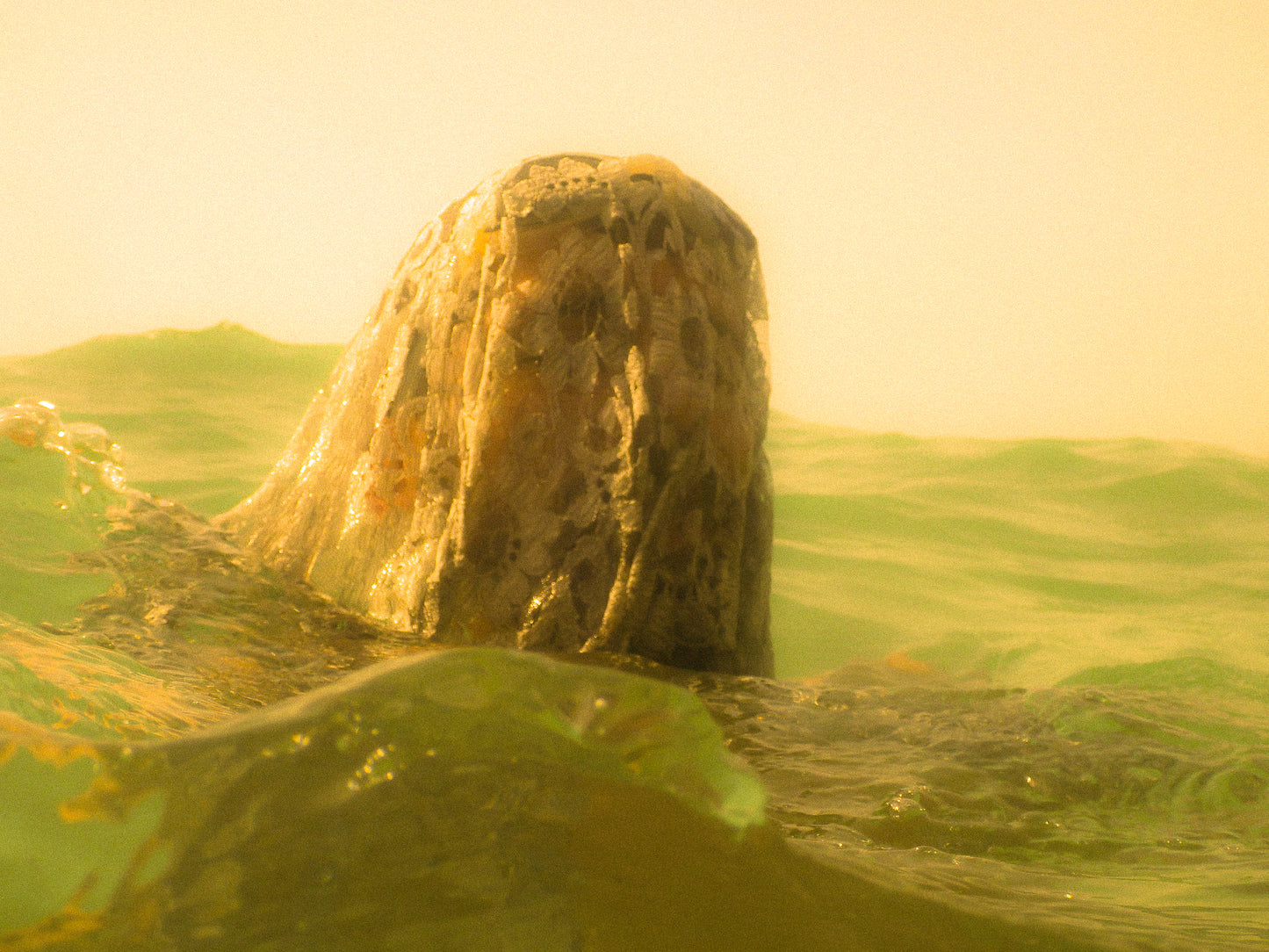 Floater III - Georges Matar